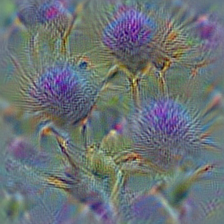 n07730033 cardoon